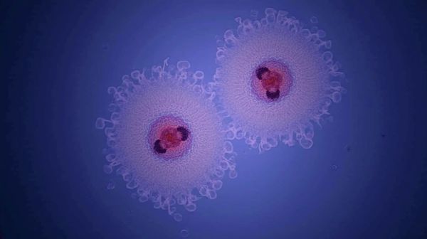 Fausses couches : comprendre le rôle des chromosomes